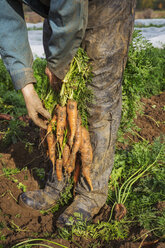 Ein Mann hält ein Bündel frisch geernteter Karotten in der Hand. - MINF02022