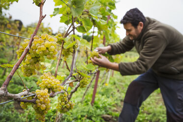 Person picking bunches of grapes from a vine. - MINF02025