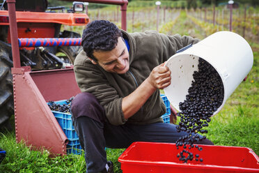 A man pouring red grapes into a red crate. - MINF02026