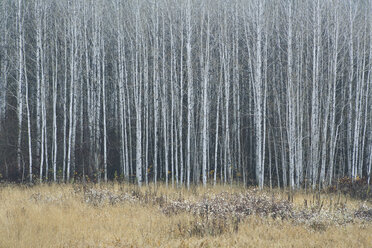 An aspen forest in autumn. Thin white tree trunks of the quaking aspen in low light with autumnal understory. - MINF02032