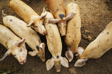 Eine Gruppe von Schweinen in einem Stall. - MINF02043