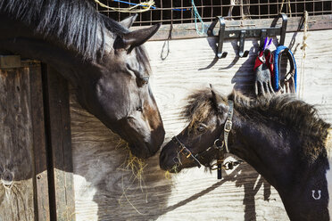 Ein Pferd und ein Pony schauen sich in einem Stall an. - MINF02047