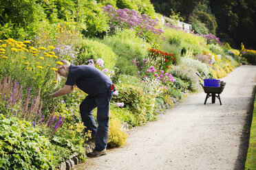 Zwei Gärtner arbeiten an einem gemischten Blumenbeet in Waterperry Gardens in Oxfordshire. - MINF02052
