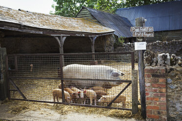Ein ausgewachsenes Schwein und ein Wurf kleiner Ferkel auf einem Bauernhof. - MINF02056