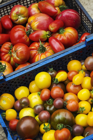 Kiste mit frischen reifen Tomaten, Sorten mit roter, gelber und dunkelroter Haut., lizenzfreies Stockfoto