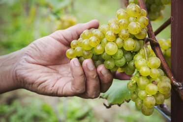 Person picking bunches of green grapes. - MINF02064