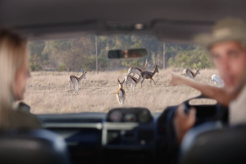 Menschen betrachten Wildtiere durch die Windschutzscheibe, Stellenbosch, Südafrika - ISF16998