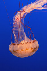 Sea nettle jellyfish, Chrysaora fuscescens scyphozoa, in a water tank, underwater, with long tentacles. - MINF02069