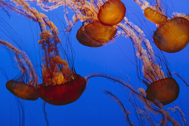 Sea nettle jellyfish, Chrysaora fuscescens scyphozoa, in a water tank, underwater, with long tentacles. - MINF02070