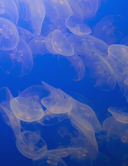 The ghostly translucent moon jelly fish at Monterey Bay Aquarium. - MINF02071
