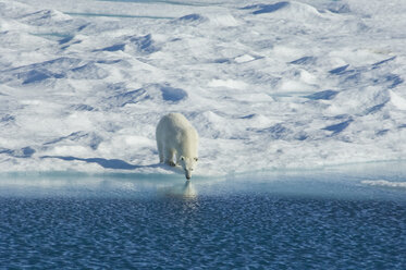 Eisbär in freier Wildbahn: Ein mächtiges Raubtier und eine gefährdete oder potenziell gefährdete Art. - MINF02077