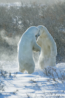 Polar bears in the wild. A powerful predator and a vulnerable or potentially endangered species. - MINF02080