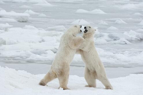 Eisbären in freier Wildbahn - ein mächtiges Raubtier und eine gefährdete oder potenziell gefährdete Art. - MINF02081