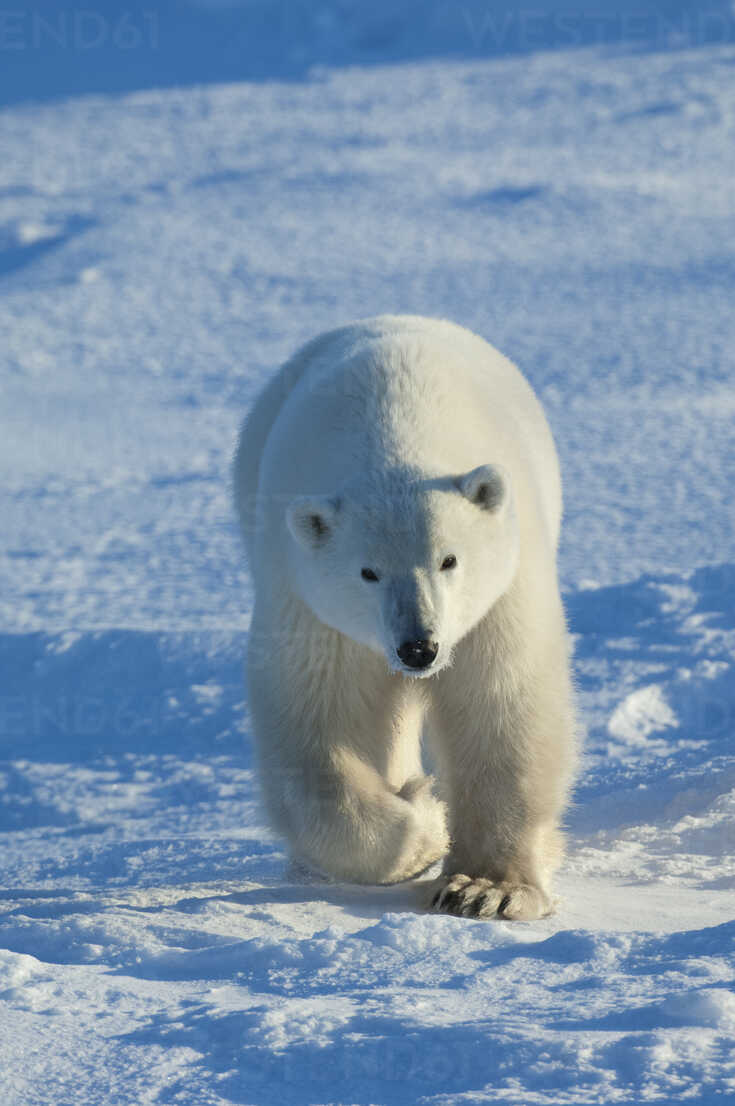 Polar bear: a powerful predator on ice