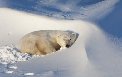 Polar bears in the wild. A powerful predator and a vulnerable or potentially endangered species. - MINF02083