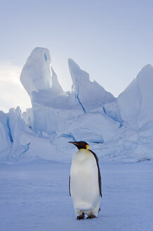 Ein erwachsener Kaiserpinguin steht mit zur Seite gedrehtem Kopf im Schatten auf dem Eis der Snow Hill Insel im Weddellmeer. - MINF02085