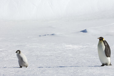 Ein erwachsener Kaiserpinguin wacht über ein Küken auf dem Eis der Insel Snow Hill. - MINF02088