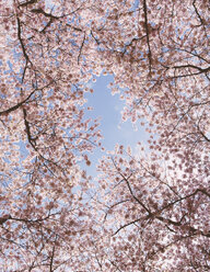 Rosafarbene Kirschblüten an Kirschbäumen im Frühling im Bundesstaat Washington, vom Boden aus gesehen, vor einem blauen Himmel. - MINF02098