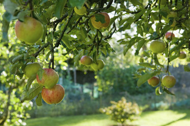 Früchte hängen an einem Ast eines Apfelbaums. - MINF02110