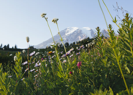 Blick auf den Mount Rainier im Mount Rainier National Park, im Vordergrund eine Wildblumenwiese. - MINF02120
