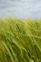 Wheat in the field. - MINF02121