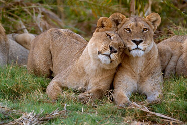 Afrikanische Löwen, Botswana - MINF02129