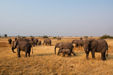 Afrikanische Elefantenherde, Botswana - MINF02130