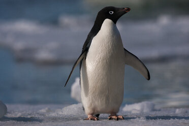 Adelie-Pinguin, Antarktis - MINF02131