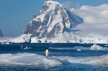 Adelie-Pinguin, Antarktis - MINF02133