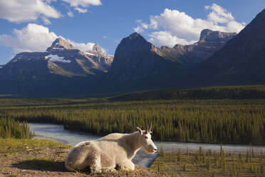 Eine Bergziege auf einer kleinen Landzunge mit Blick auf einen Fluss in den kanadischen Rockies, Jasper National Park, Alberta, Kanada. - MINF02135