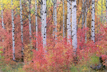 Ein Espenwald in den Wasatch Mountains mit seinem auffallend gelben und roten Herbstlaub. - MINF02144