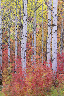 Ein Espenwald in den Wasatch Mountains mit seinem auffallend gelben und roten Herbstlaub. - MINF02145