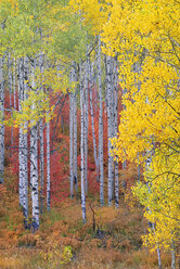 Ein Espenwald in den Wasatch Mountains mit seinem auffallend gelben und roten Herbstlaub. - MINF02146