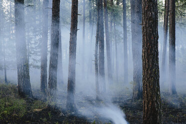 Ein kontrollierter Waldbrand, ein absichtlich gelegtes Feuer, das ein gesünderes und nachhaltigeres Waldökosystem schaffen soll. Das vorgeschriebene Abbrennen von Wald schafft die richtigen Bedingungen für das Nachwachsen. - MINF02154