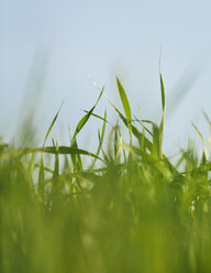A close up view of a food crop, cultivated wheat growing in a field near Pullman, Washington, USA. - MINF02155