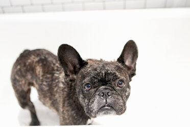 Französische Bulldogge in der Badewanne stehend - ISF17028