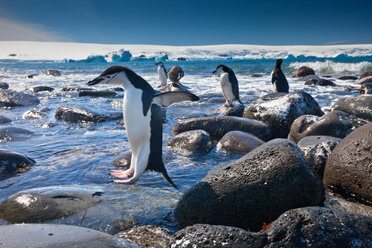 Chinstrap penguins, Penguin Island, Antarctica - MINF02157