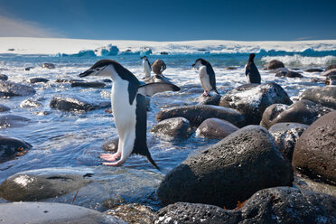 Zügelpinguine, Pinguininsel, Antarktis - MINF02157