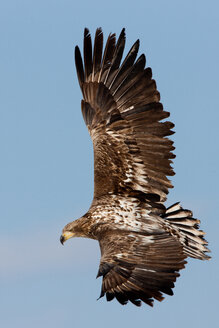 Mäusebussard im Flug, Hokkaido, Japan - MINF02168