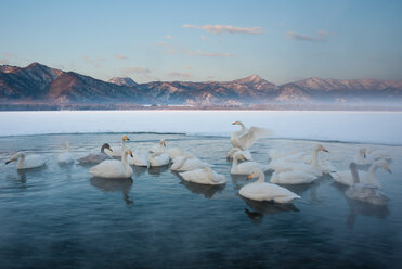 Cygnus cygnus, Whooper swans, on a frozen lake in Hokkaido. - MINF02169