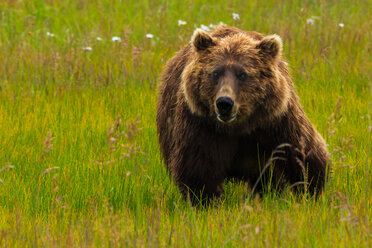 Brown bear, Lake Clark National Park, Alaska, USA - MINF02170