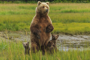 Braunbärensau und Jungtiere, Lake Clark National Park, Alaska, USA - MINF02171
