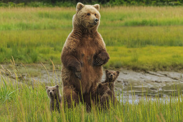 Brown bear sow and cubs, Lake Clark National Park, Alaska, USA - MINF02171