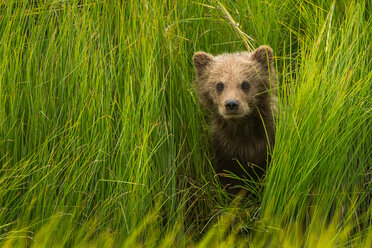 Braunbärenjunges, Lake Clark National Park, Alaska, USA - MINF02172