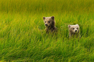 Braunbärenjunge, Lake Clark National Park, Alaska, USA - MINF02173