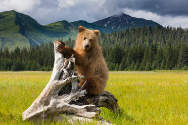 Brown bear, Lake Clark National Park, Alaska - MINF02174