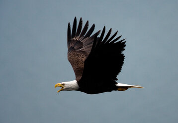 Weißkopfseeadler im Flug, Katmai National Park, Alaska, USA. - MINF02180