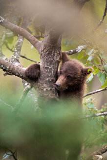 Braunbärenjunges, Ursus arctos, klettert auf einen Baum, Katmai National Park, Alaska, USA - MINF02181