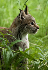 Kanadischer Luchs, Katmai-Nationalpark, Alaska, USA - MINF02182