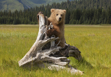 Brown bear, Lake Clark National Park, Alaska, USA - MINF02185